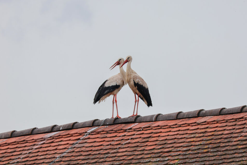 20240608 IMG 2776 Kopie 1024x683