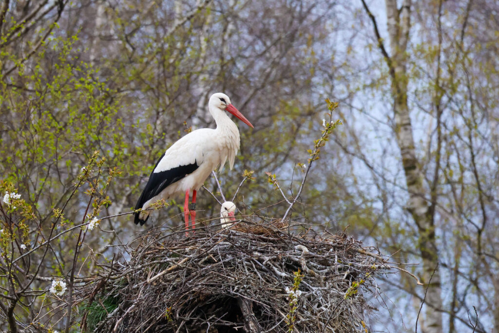 20250328 IMG 9169 Kopie 1024x683