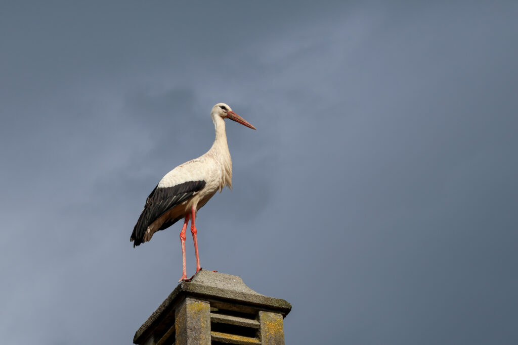 20250606 IMG 9750 Kopie 1024x683