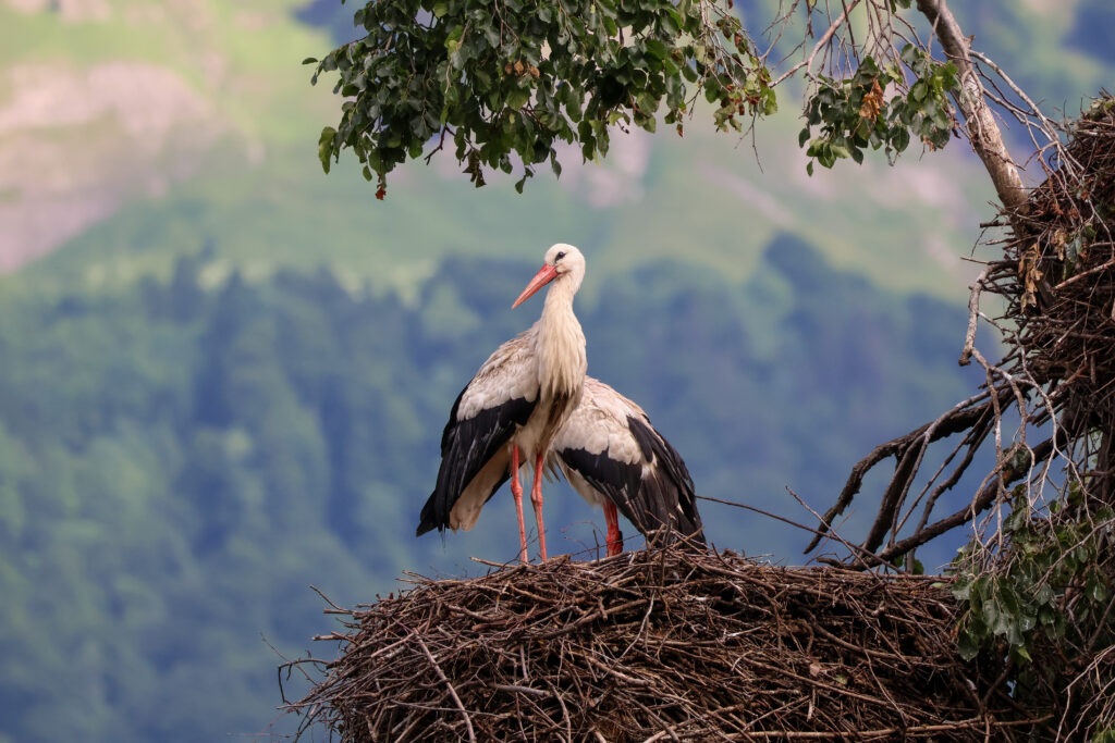 20250606 Unknown 1 1024x683